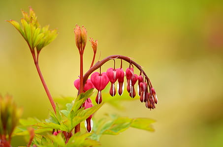selective focus photography of red bleeding hearts flowers thumbnail