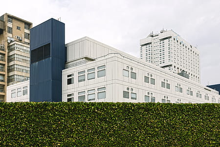White and Blue High-rise Building Behind Bush Wall thumbnail