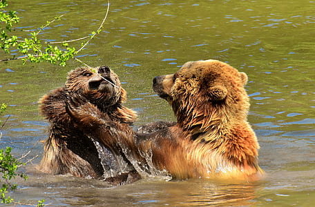 two bears playing in body of water during daytime thumbnail