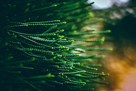 shallow focus photography of green strings thumbnail