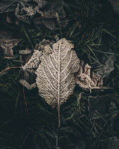 gray leaf on grasses thumbnail