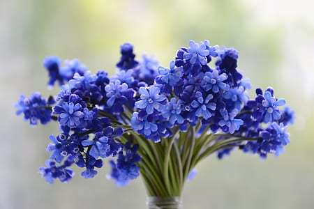 blue flowers plant blooming during daytime thumbnail