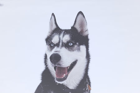 selective focus photography of wolf on snowfield thumbnail