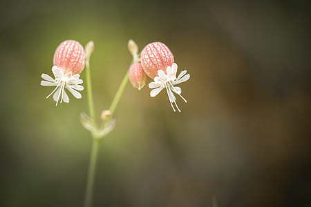 closeup photo of pink flower thumbnail
