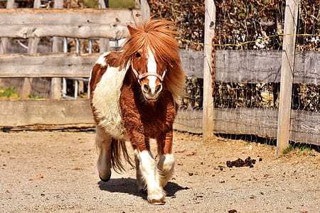 brown and tan horse thumbnail