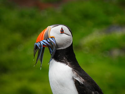 selective focus photography of Atlantic puffin thumbnail