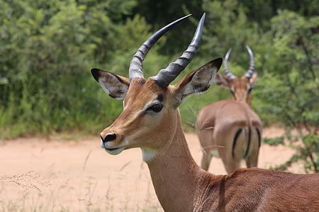 two gazelles on ground thumbnail