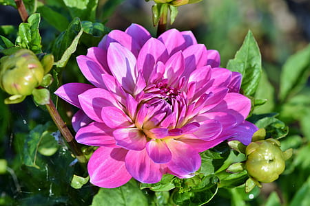 purple flower thumbnail