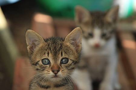 selective focus photography of brown kitten thumbnail