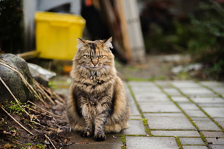 brown and black cat on gray concrete pavement thumbnail