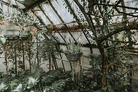 plants inside greenhouse thumbnail