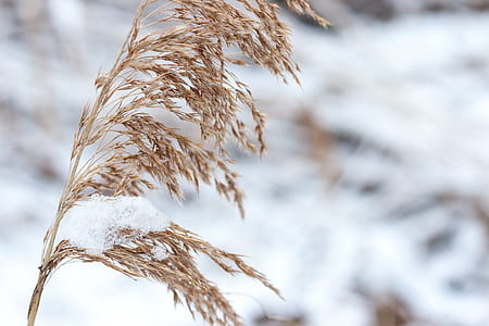 brown wheat thumbnail