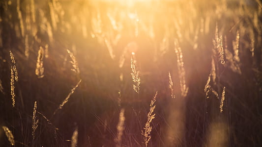 sun rays through wheat grass thumbnail