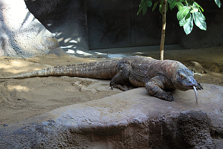 brown komodo dragon thumbnail
