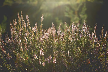 Lavender Flowers thumbnail
