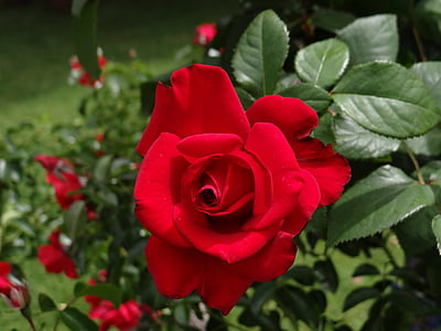 red rose blooming during daytime thumbnail