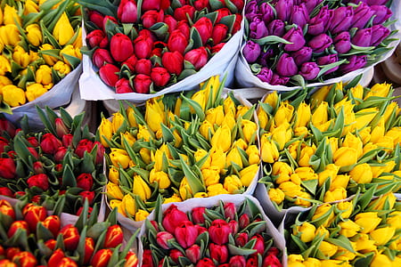 assorted-color of tulips thumbnail
