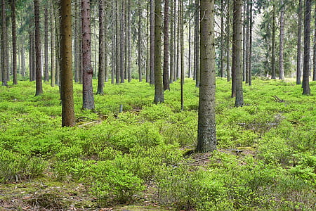 tall trees on grass field thumbnail