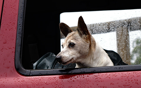 dog peeping at vehicle window thumbnail
