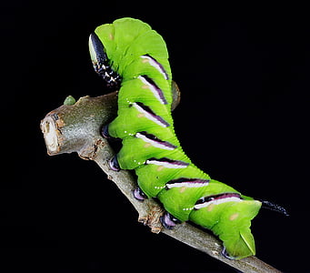 close-up photography of green hornworm caterpillar thumbnail