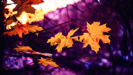 wood, light, nature, yellow thumbnail