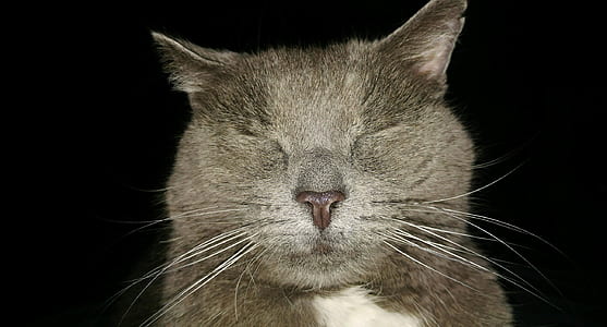 gray cat thumbnail