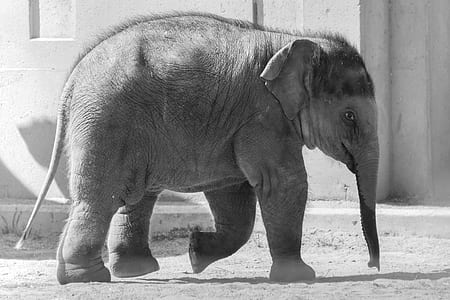 gray elephant calf during daytime thumbnail