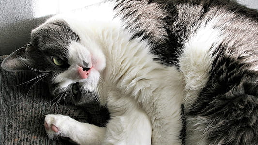 white and black tabby cat thumbnail