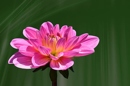 close up photo of pink dahlia in bloom at daytime thumbnail