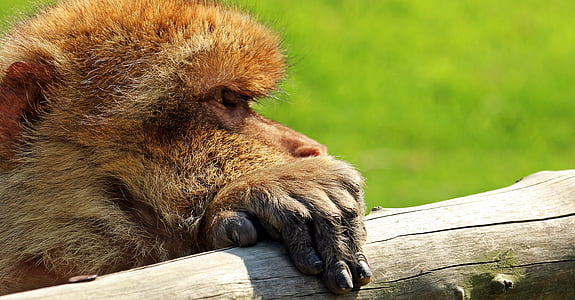 close-up photo of brown monkey holding on dry tree branch thumbnail