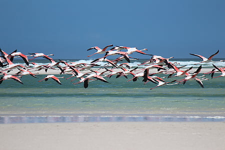 flock of flamingos flying above shore thumbnail