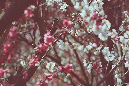 landscape photography of red and white petaled flower trees thumbnail