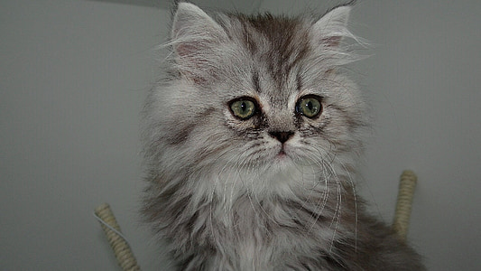 gray Persian cat thumbnail