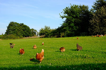 flock of brown chicken in grass field thumbnail
