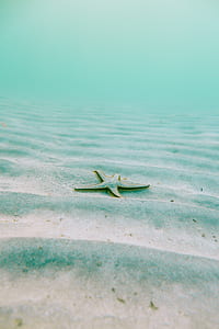 gray starfish underwater thumbnail