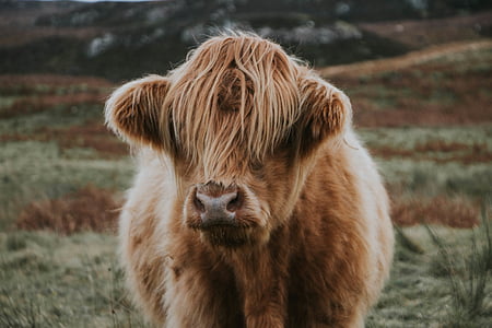 brown animal thumbnail