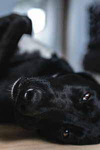 Adorable black dog thumbnail