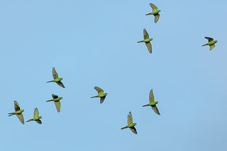 flock of birds flying under blue sky during daytime thumbnail