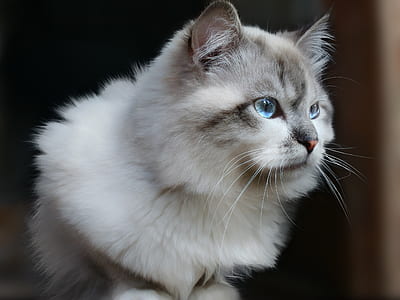 closeup photo of Siberian cat thumbnail