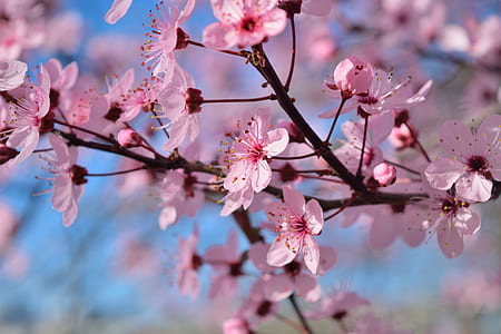 close-up photography of pink petaled flowers thumbnail