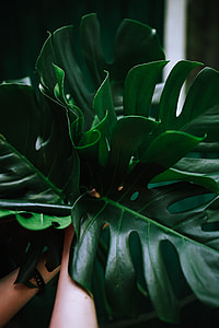 Colorful Exotic Flowers and Greenery thumbnail