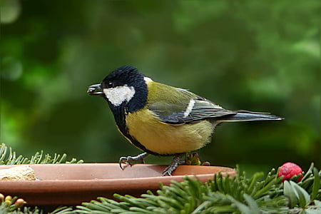 focus photo of green-backed tit bird perching on brown bird feeder thumbnail