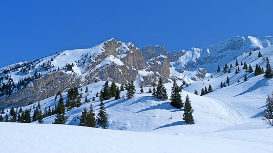 pine trees on mountain thumbnail
