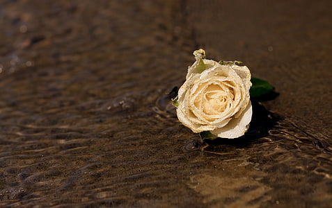 white rose flower on brown surface thumbnail