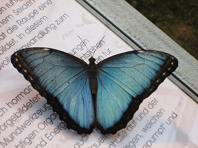 blue and black butterfly on white printing paper with writings thumbnail