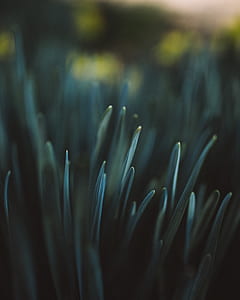 grass, nature, macro, dark thumbnail