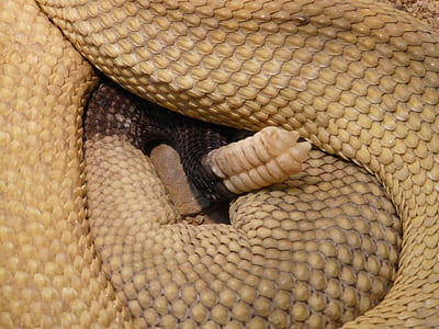 yellow rattle snake thumbnail