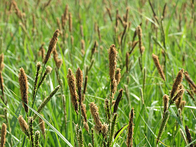 Carex Acutiformis, Lesser Pond-Sedge thumbnail