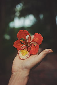 person, holding, red, petaled, flowers, nature thumbnail