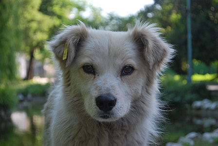 short-coated tan dog thumbnail